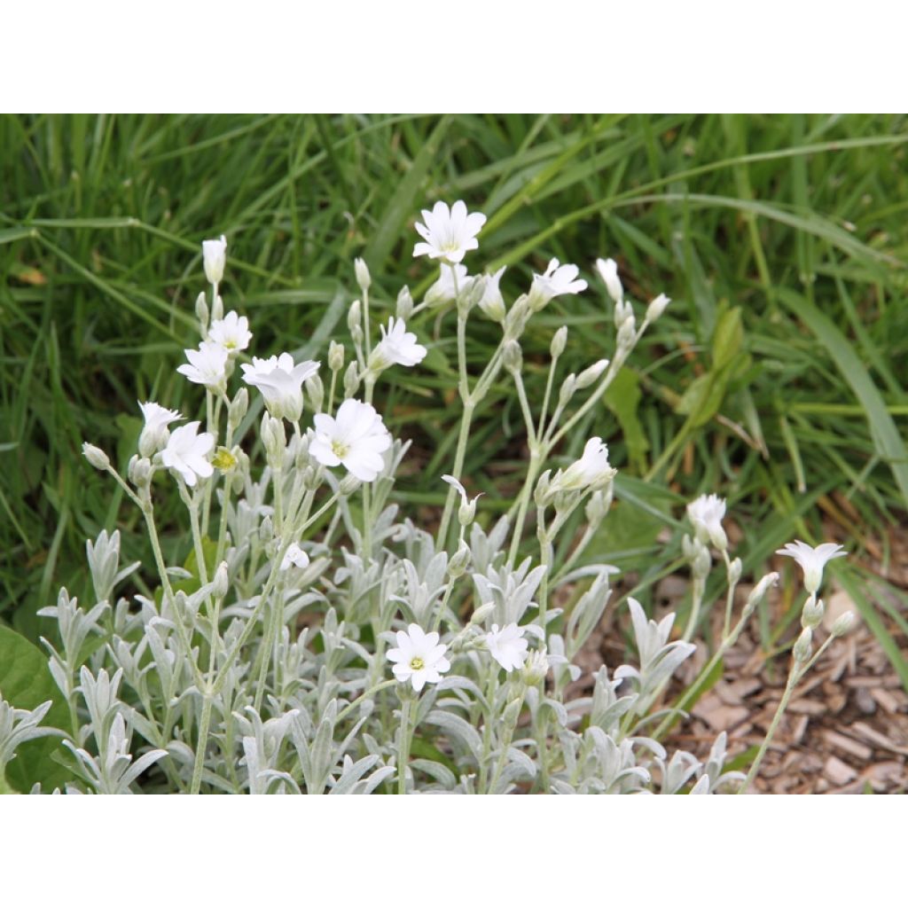 Cerastium tomentosum Yo Yo - Oreille de souris
