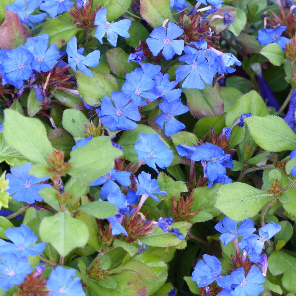 Ceratostigma plumbaginoides - Dentelaire
