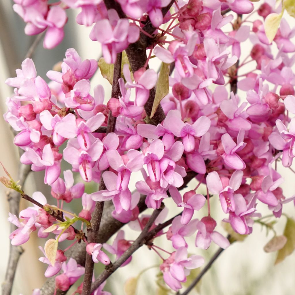 Cercis canadensis Alley Cat - Gainier du Canada 