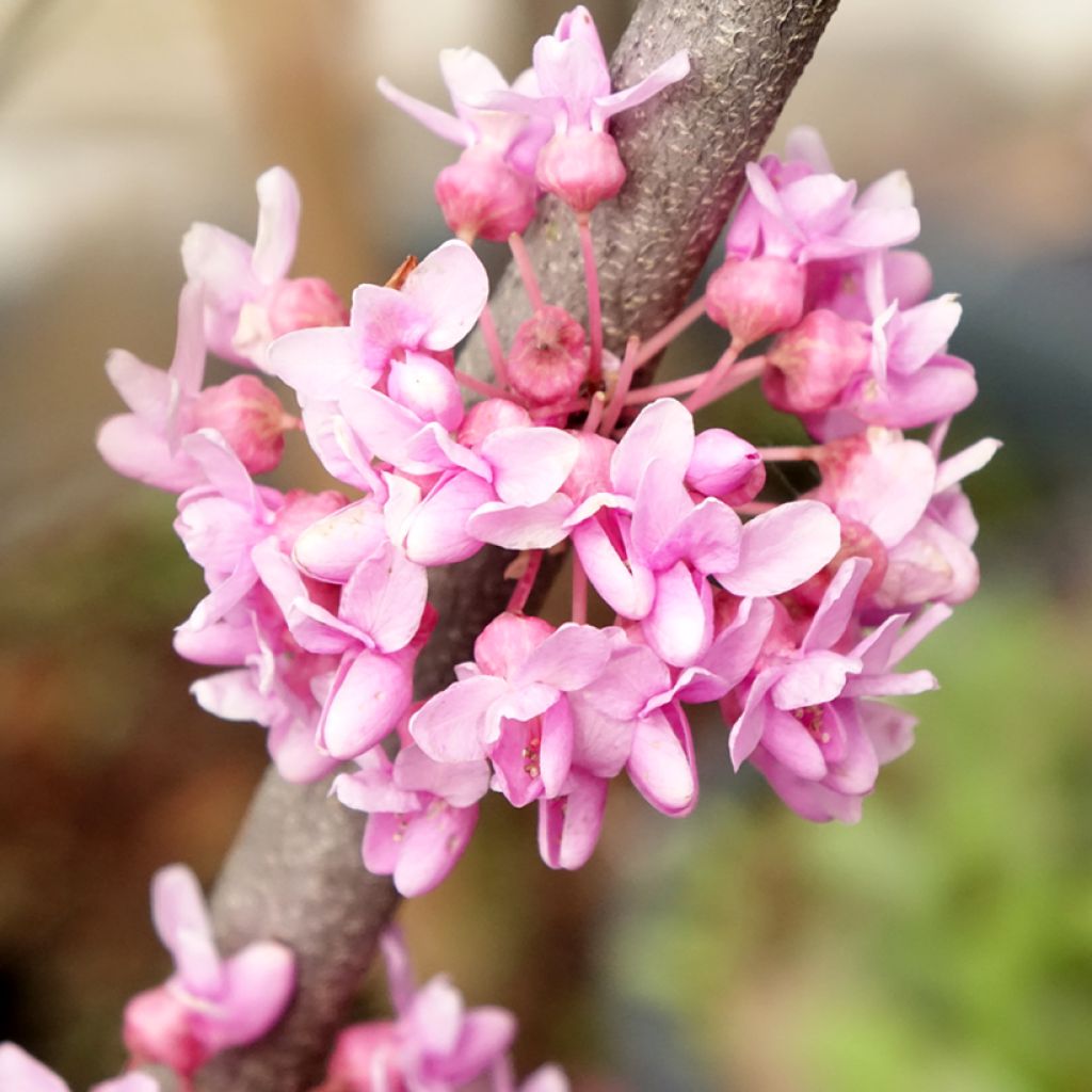 Cercis canadensis Alley Cat - Gainier du Canada 