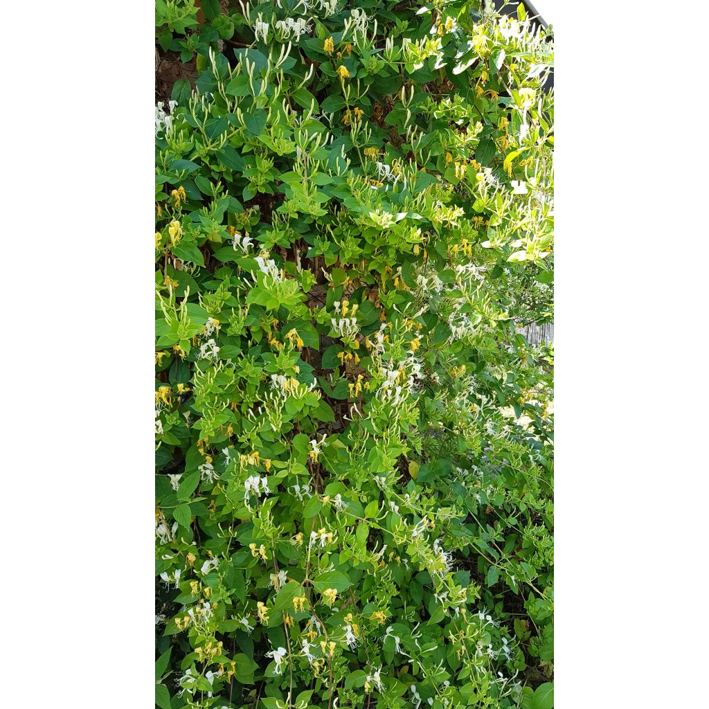Chèvrefeuille du japon - Lonicera japonica Hall's Prolific