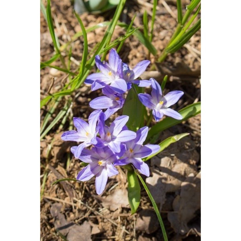 Chionodoxa forbesii Violet Beauty