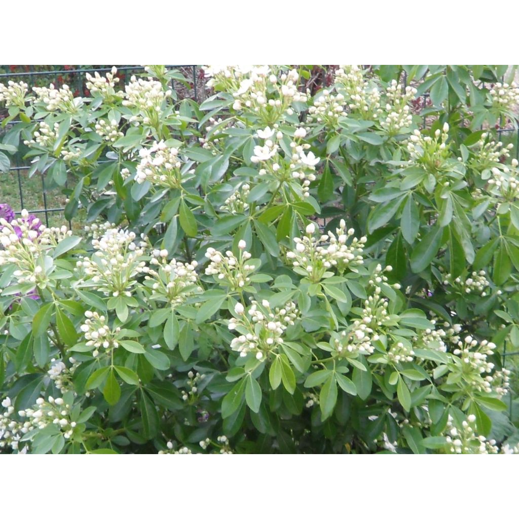 Choysia Début Avril