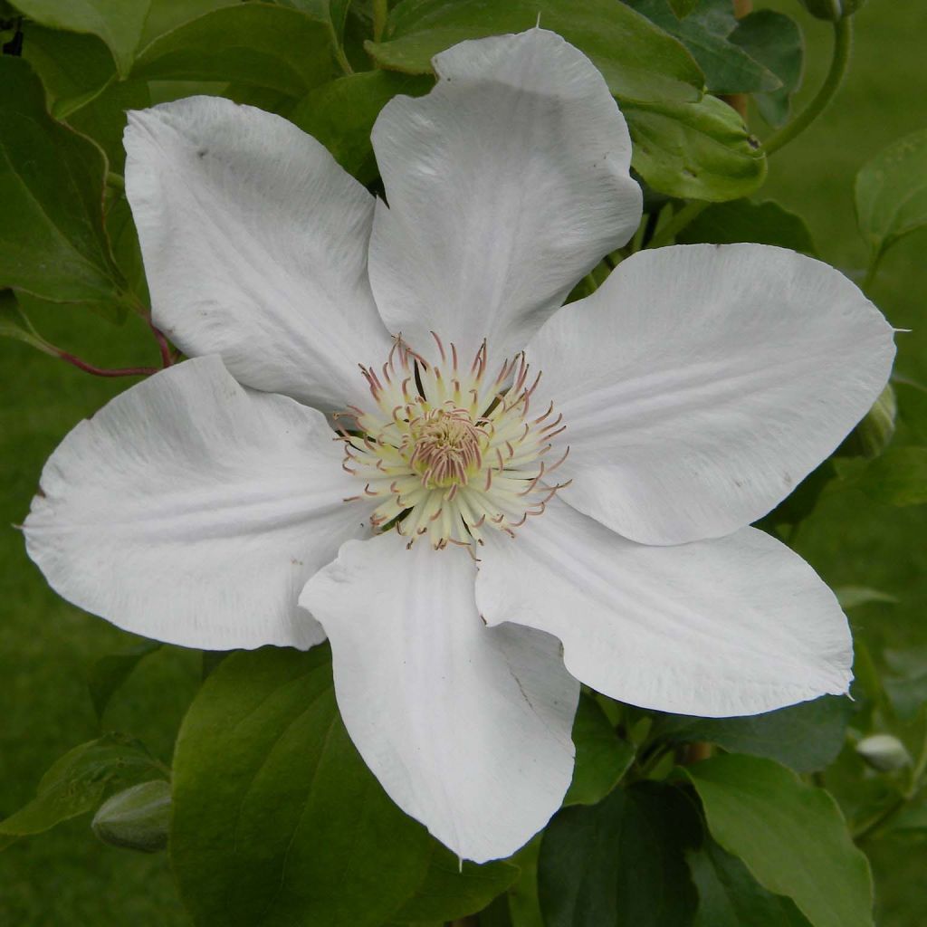Clématite - Clematis Chantilly