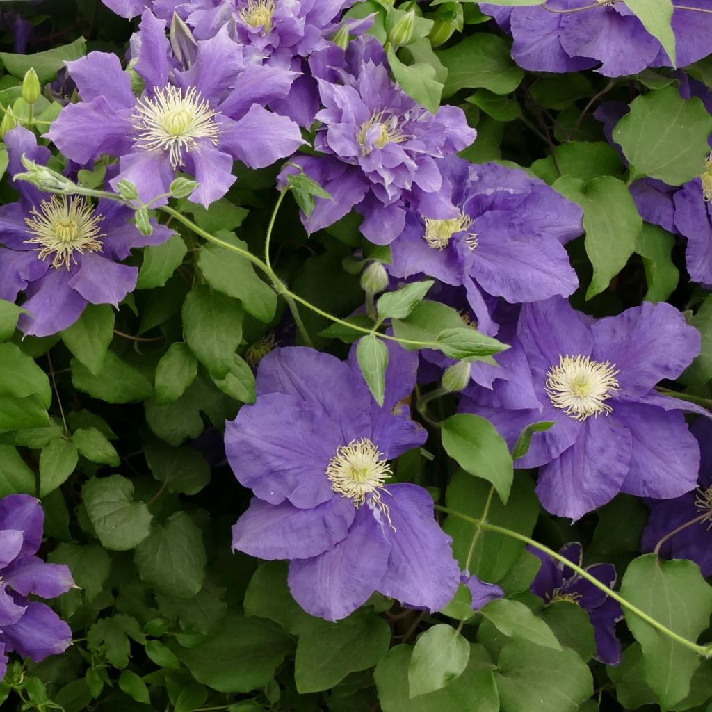 Clématite - Clematis Chevalier