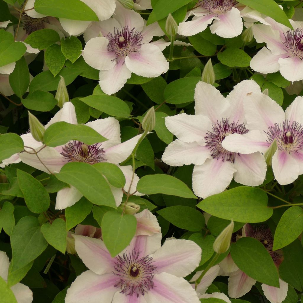 Clématite - Clematis Countess of Wessex