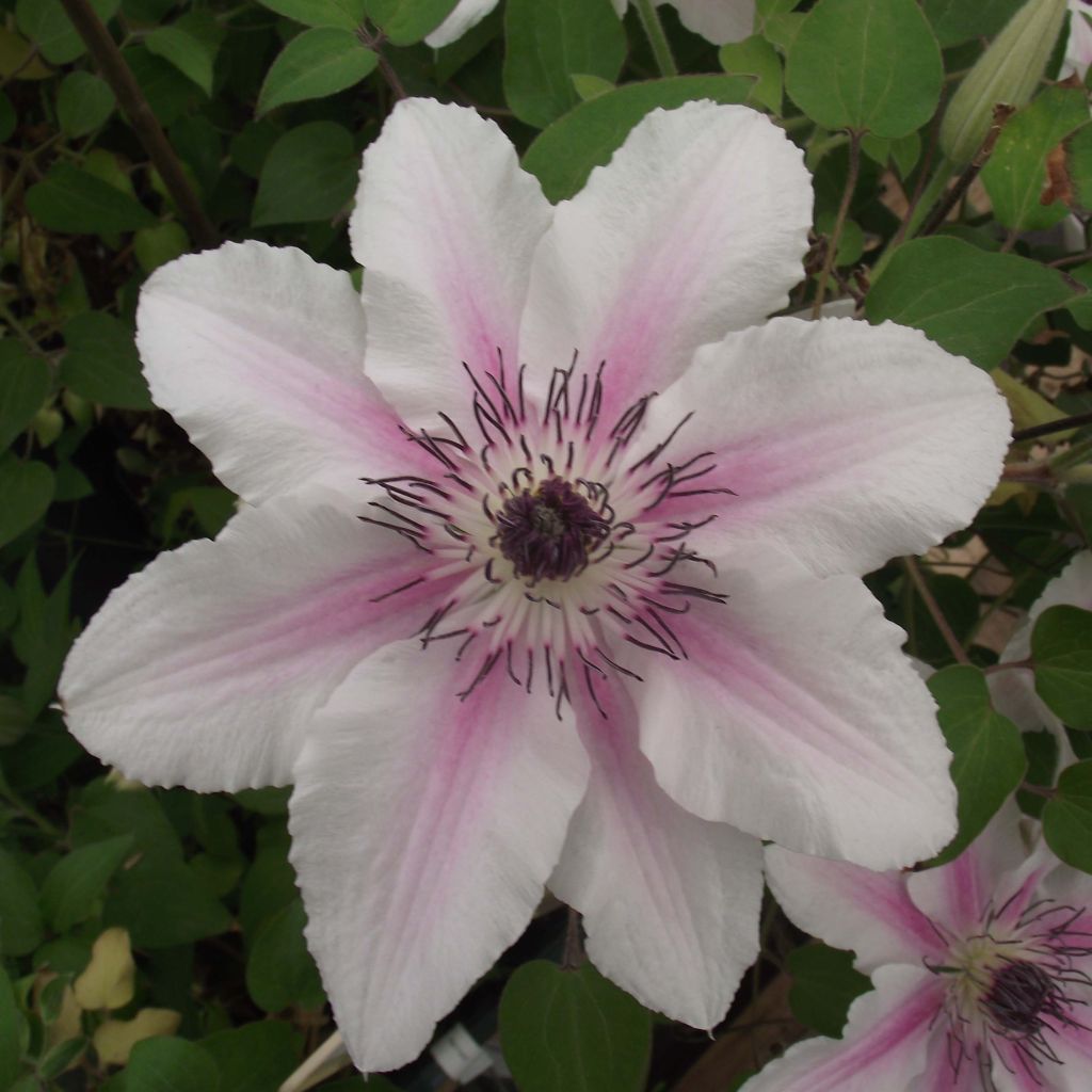 Clématite - Clematis Countess of Wessex