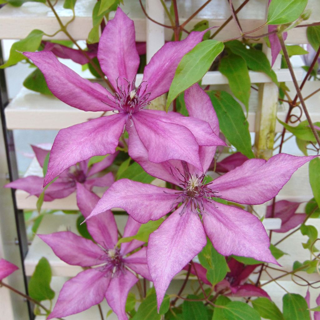 Clématite - Clematis Giselle