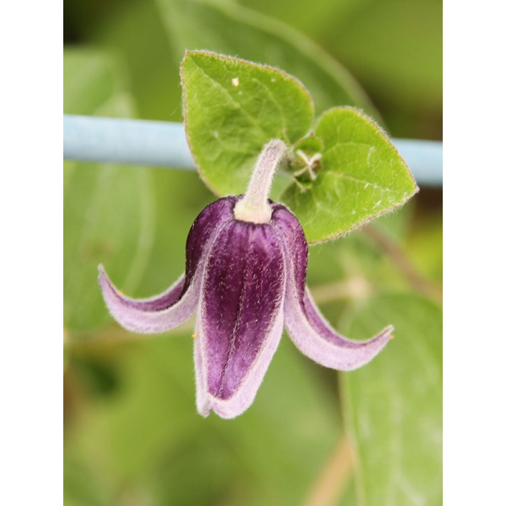 Clématite - Clematis Fascination