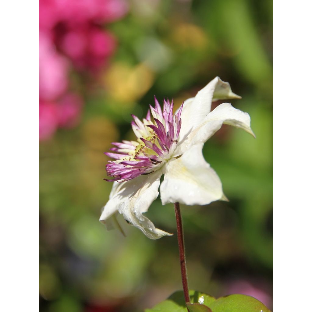 Clématite - Clematis florida Sieboldii