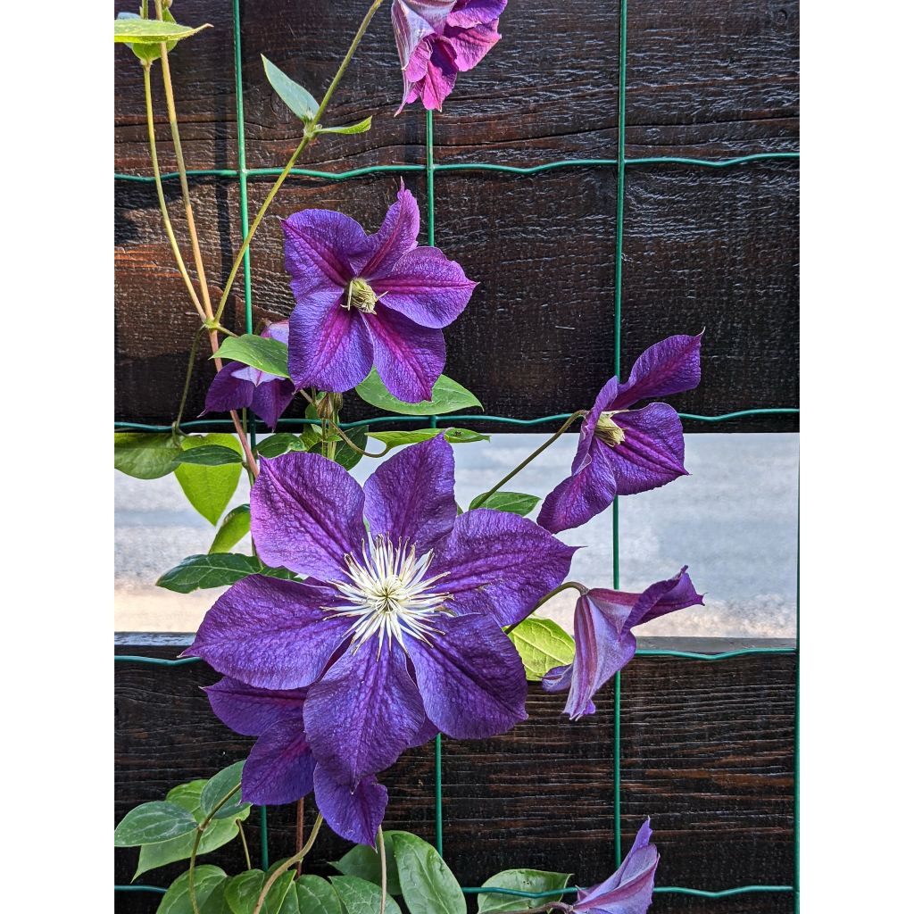 Clématite - Clematis Star of India