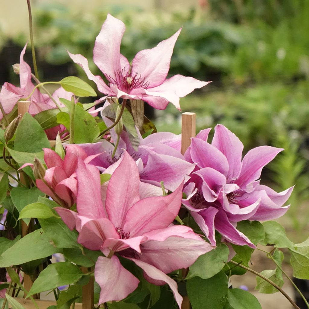 Clématite - Clematis Three Sisters trio rose
