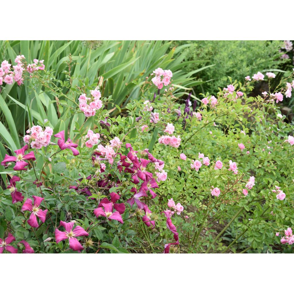 Clématite - Clematis viticella Mme Julia Correvon