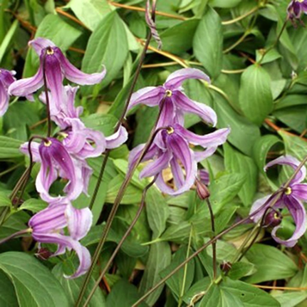 Clématite - Clematis integrifolia Rosea