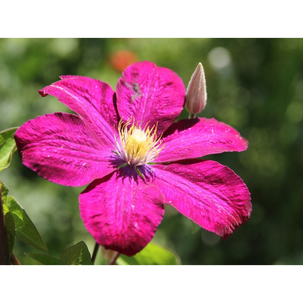 Clématite - Clematis Ville de Lyon 