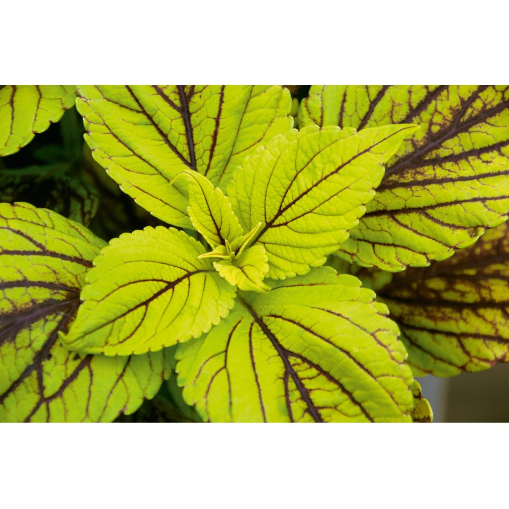 Coleus Copinto Caipirinha