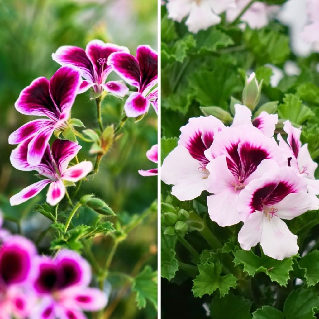 Collection de géraniums parfumés anti-moustiques - Pelargonium odorant