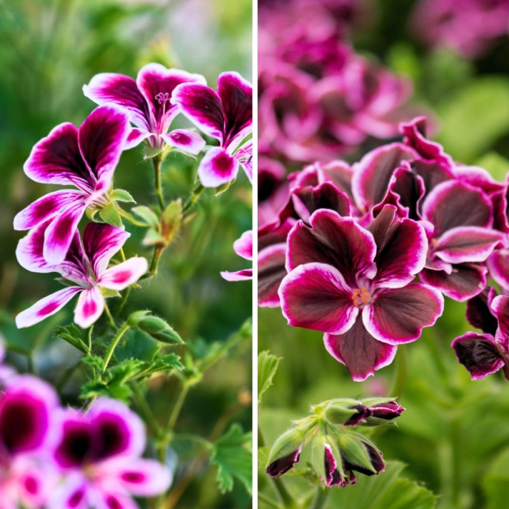 Collection de géraniums parfumés anti-moustiques - Pelargonium odorant