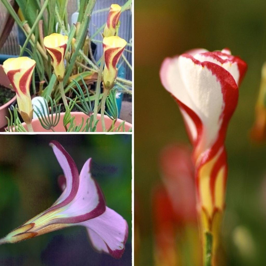 Collection Oxalis pour la maison ou oxalis de printemps