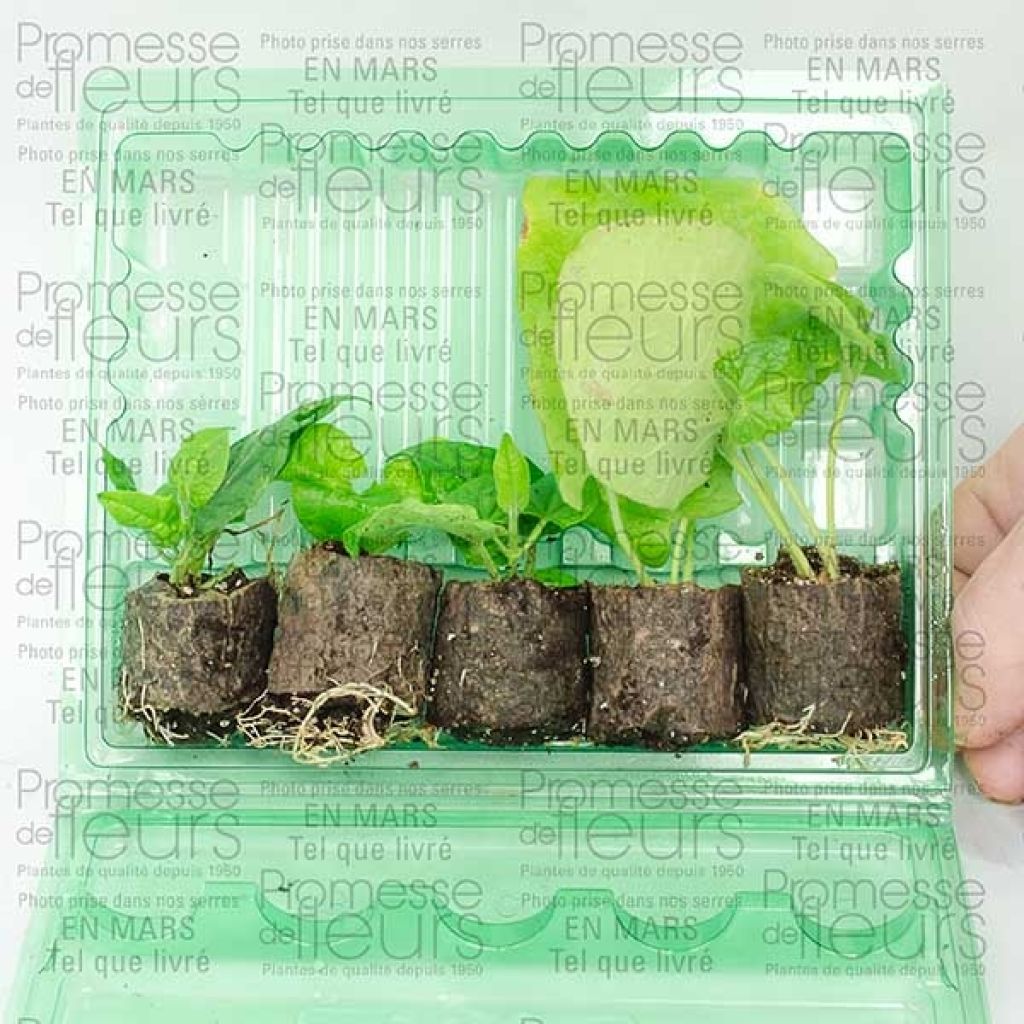 Collection Thunbergia Alata - Suzannes aux yeux noirs