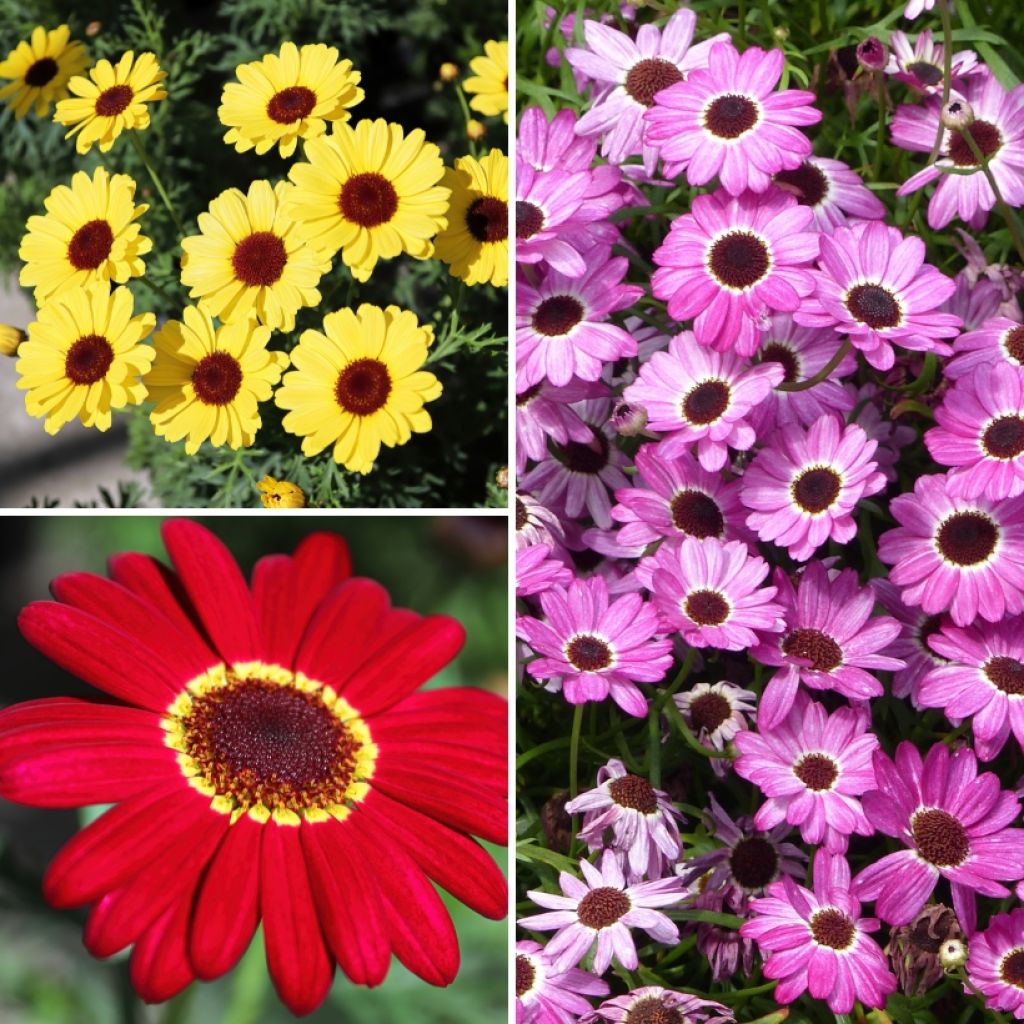 Collection Anthémis pour massifs et balcons