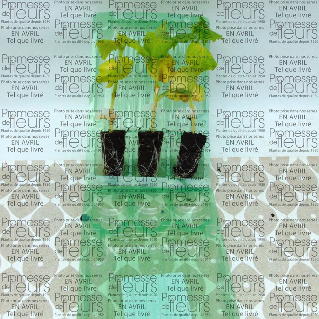Concombre Crokdelis F1 GREFFES en plants