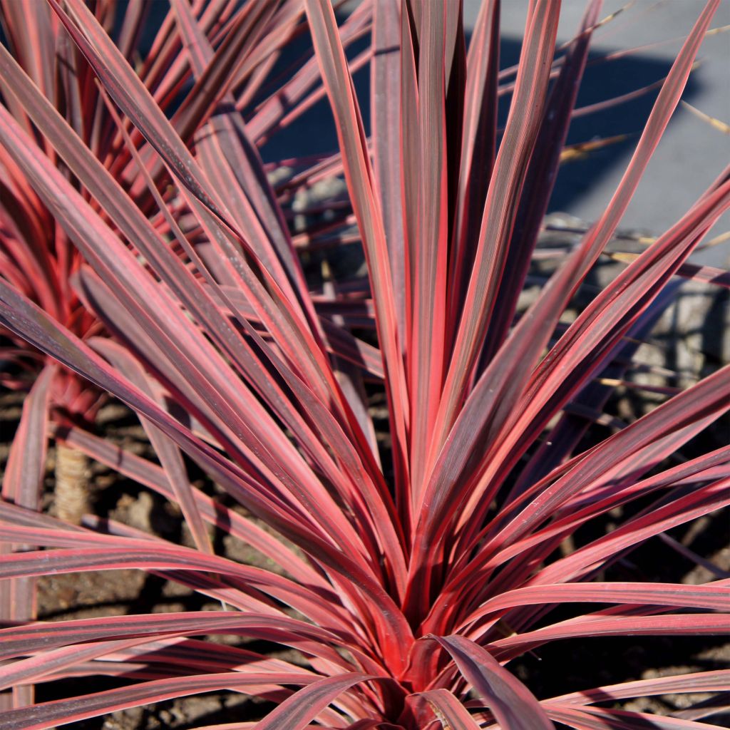 Cordyline Charlie boy®