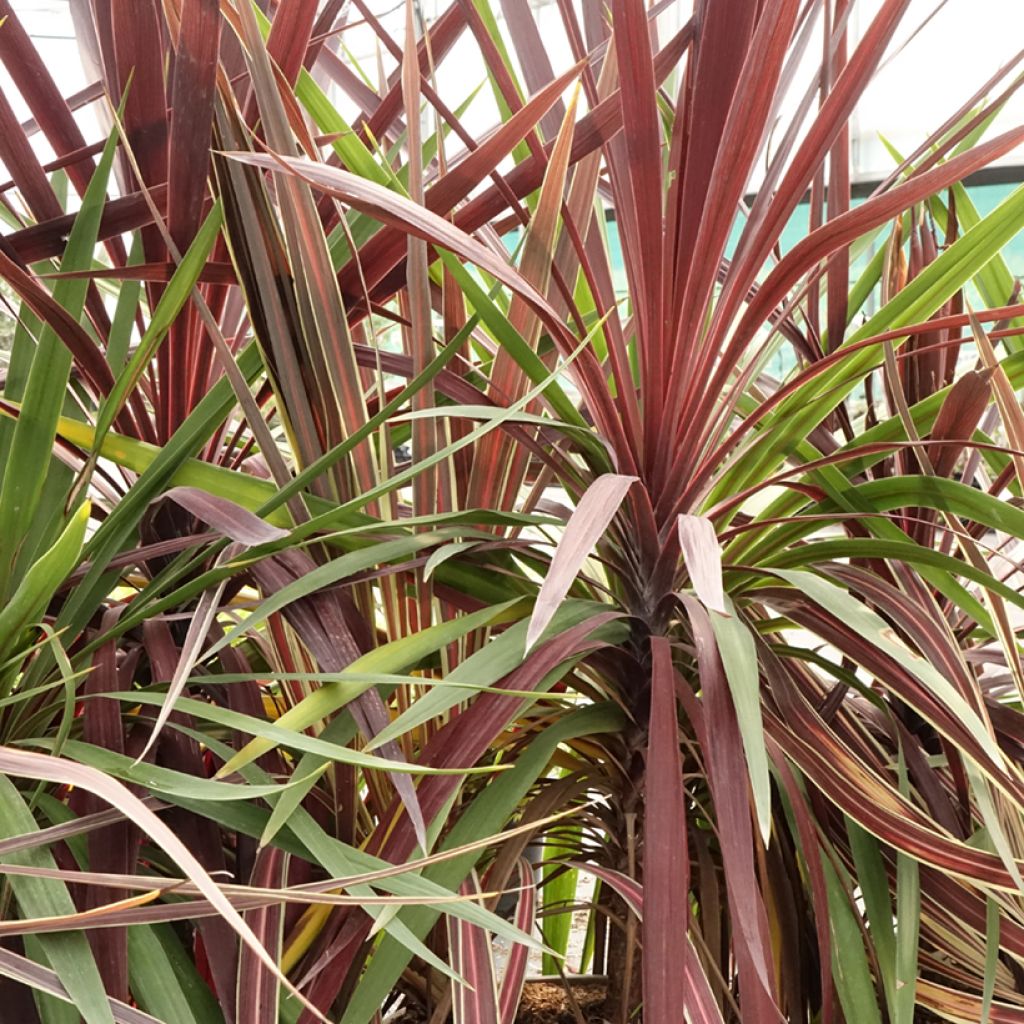 Cordyline trio pot déco Black Knight/Electric Flash/Peko
