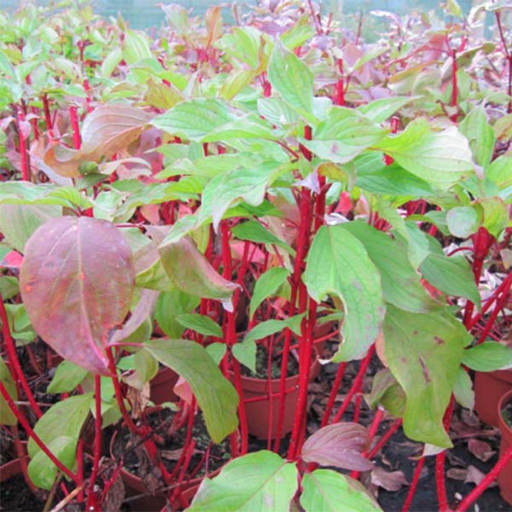 Cornus alba Baton Rouge - Cornouiller blanc à bois rouge