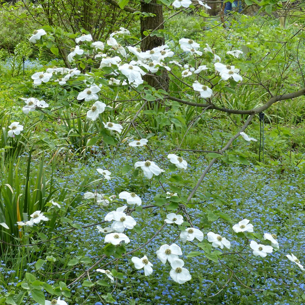 Cornus Ascona - Cornouiller à fleurs