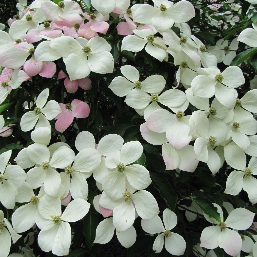 Cornus Norman Hadden - Cornouiller à fleurs