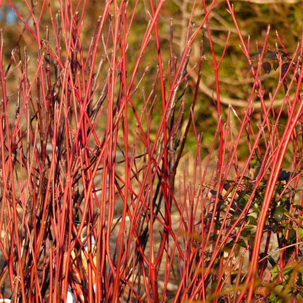 Cornus sericea Cardinal - Cornouiller stolonifère