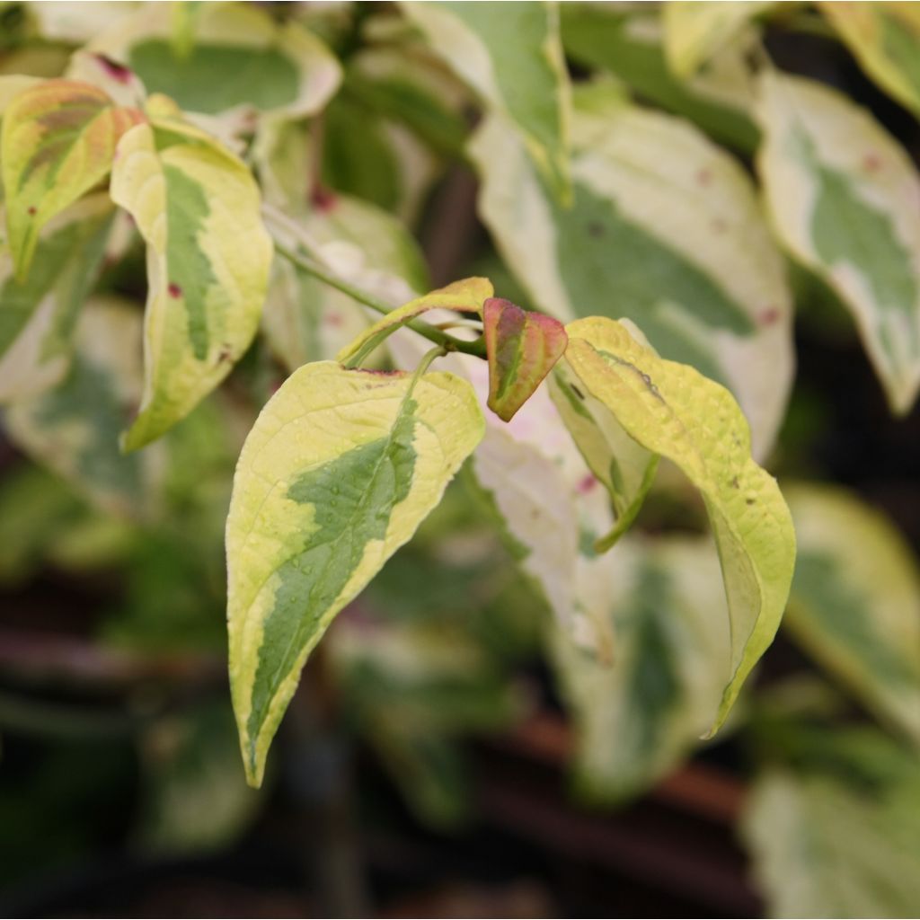 Cornus alternifolia Golden Shadows - Cornouiller à feuilles alternes 