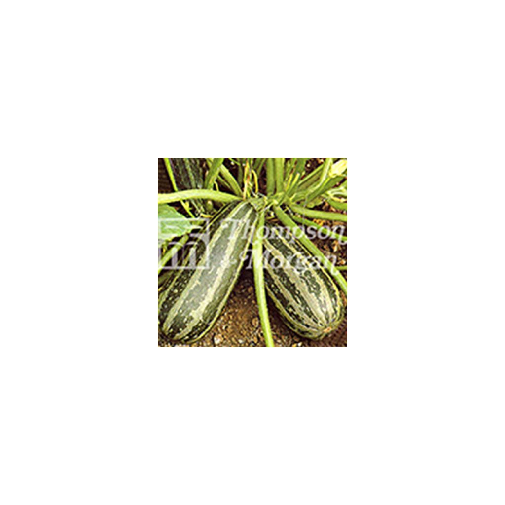 Courge Green Bush 4 