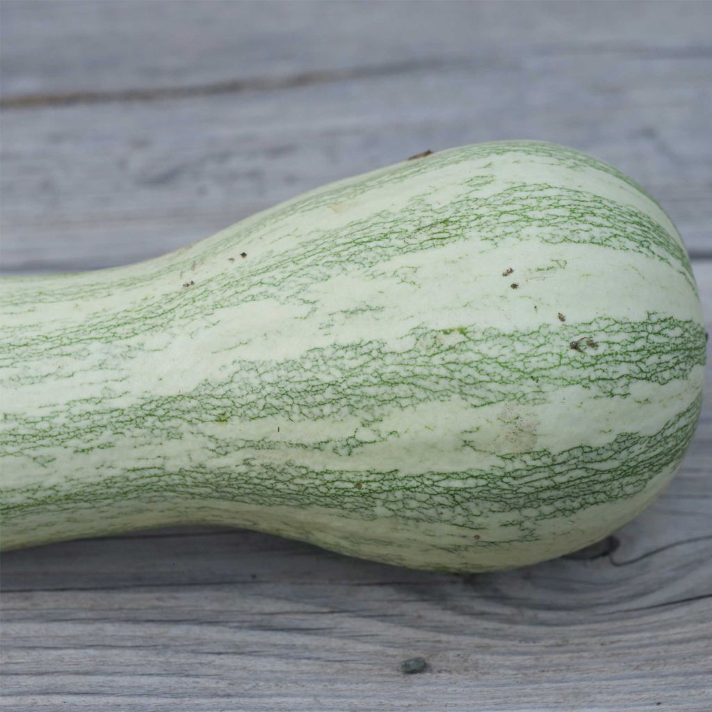 Courge Striped Cushaw Bio - Ferme de Sainte Marthe 