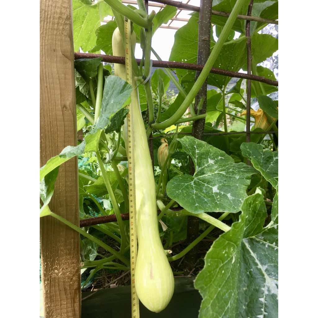 Courge Tromba d'Albenga - Trompette d'Albenga