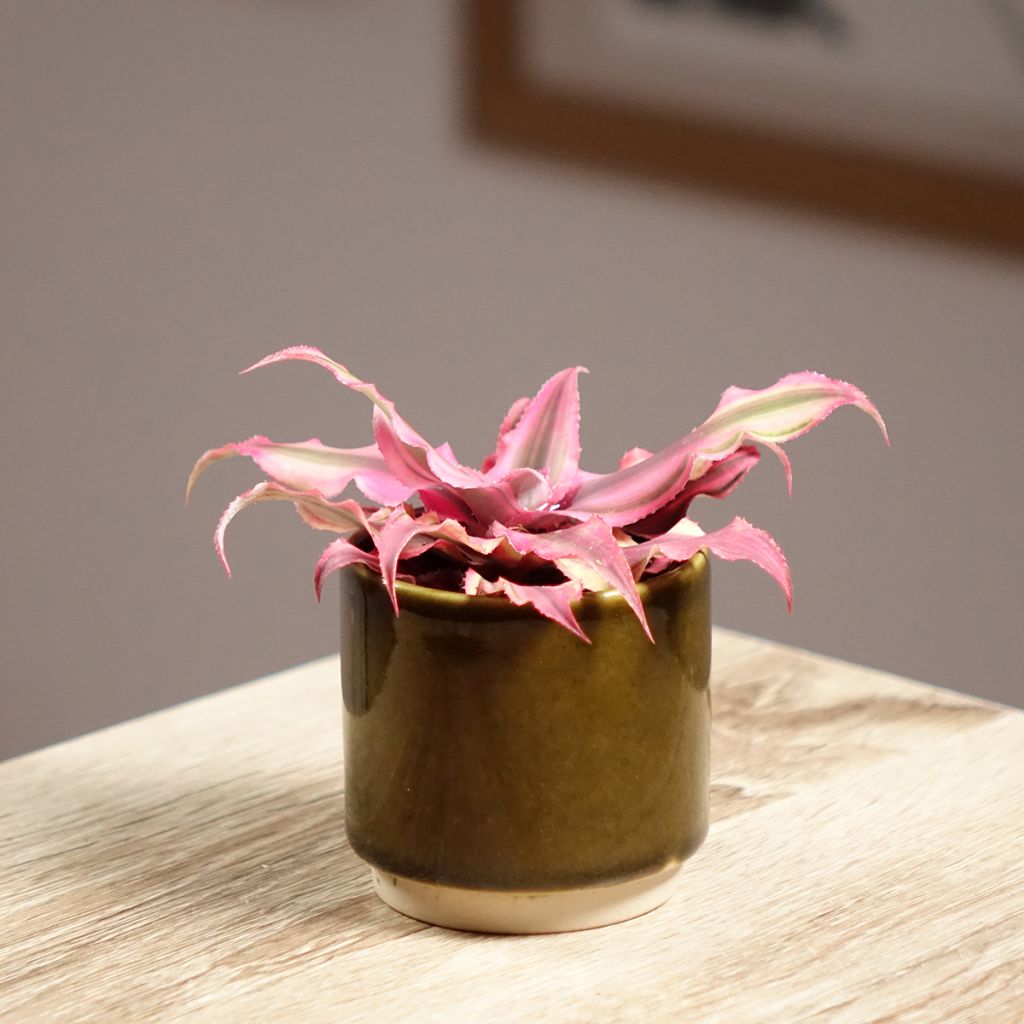 Cryptanthus Pink Star - Etoile de terre