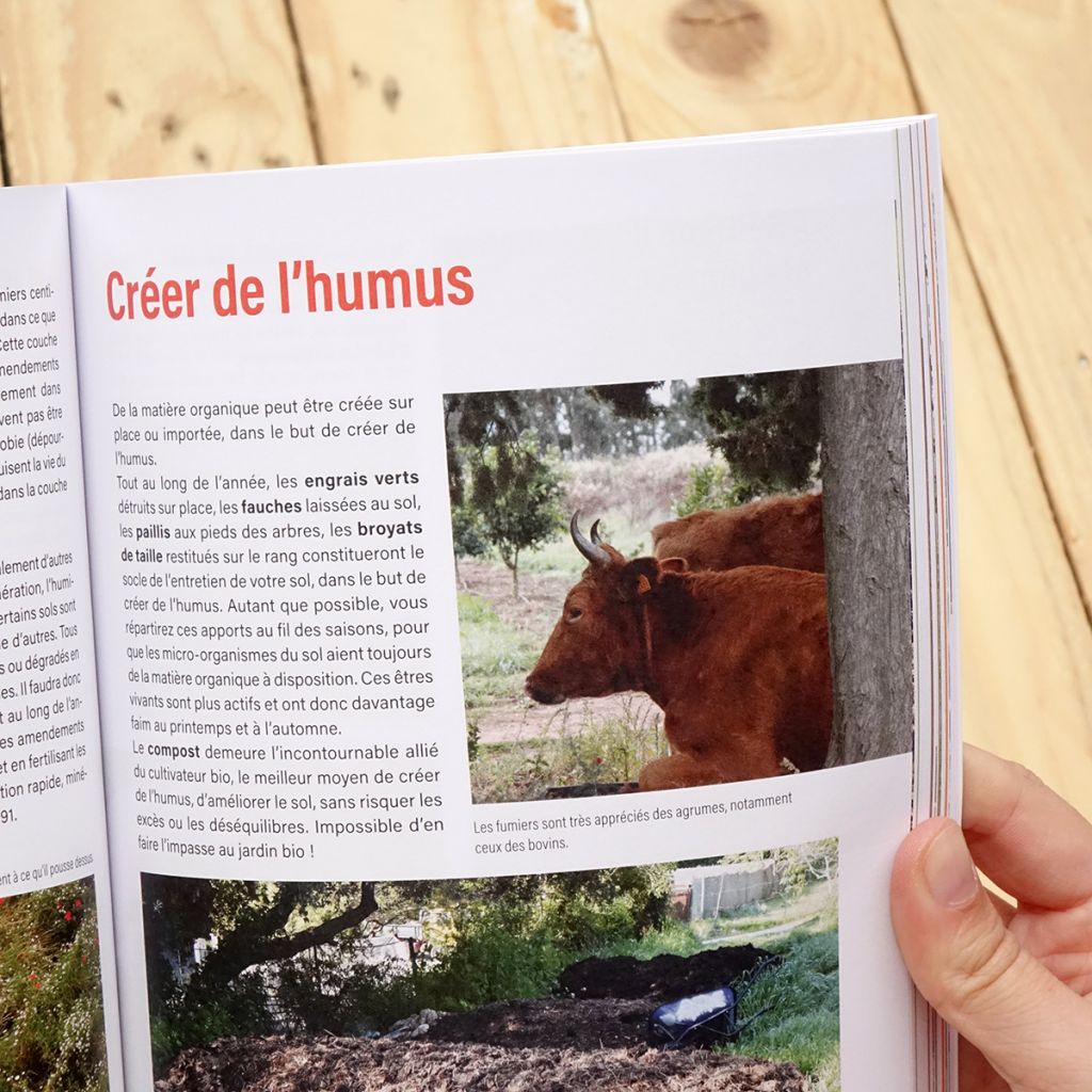 Cultiver des agrumes bio