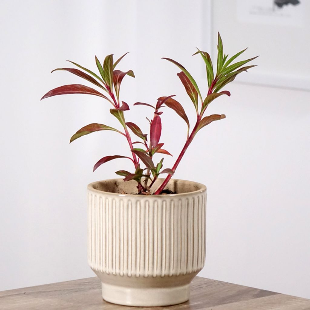 Cuphea micropetala - Plante cigarette