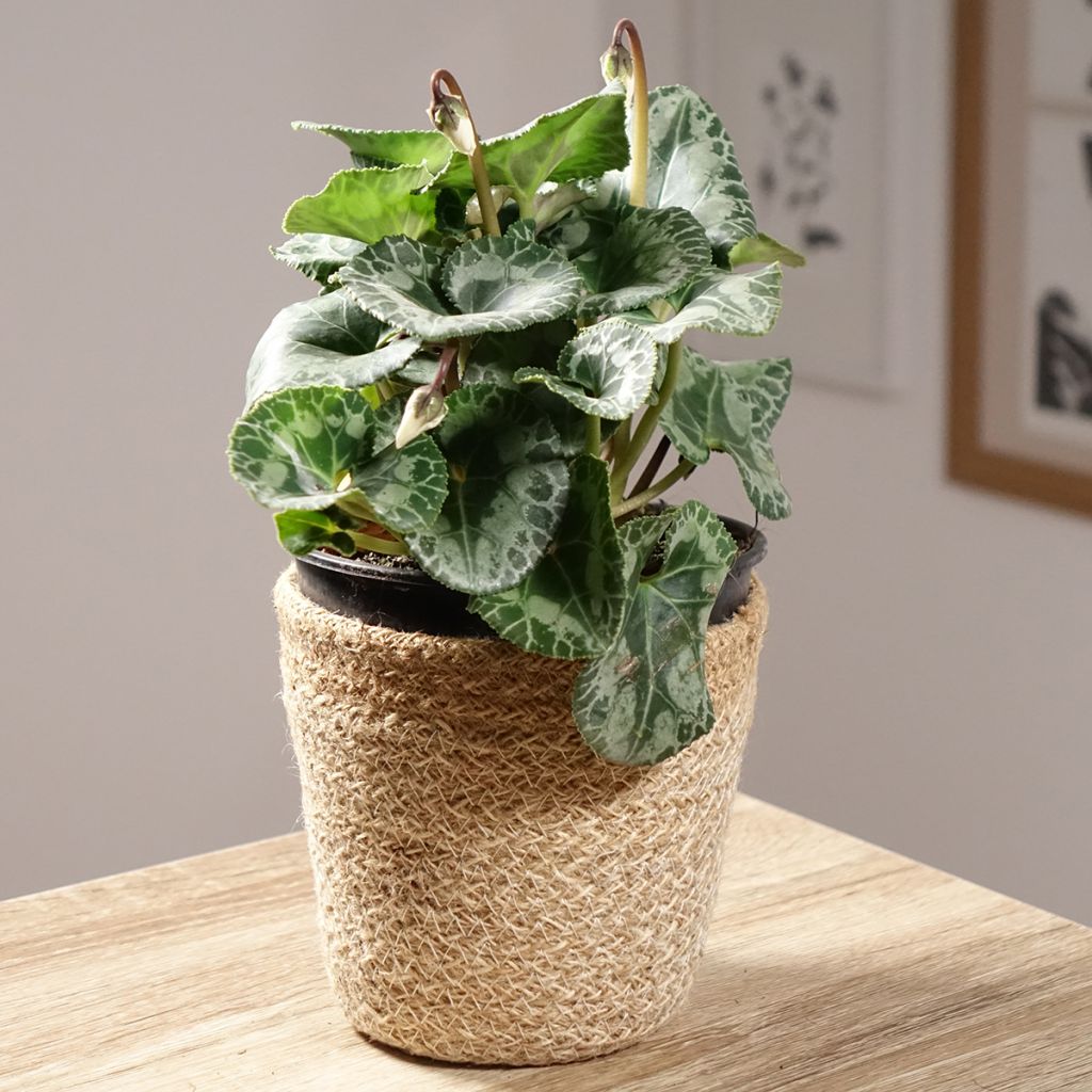 Cyclamen de Perse blanc