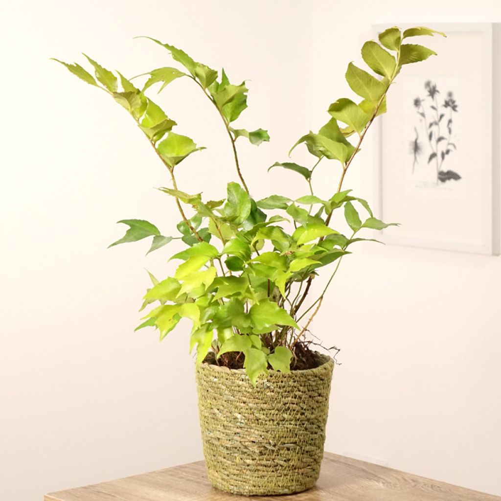 Cyrtomium falcatum - Fougère persistante