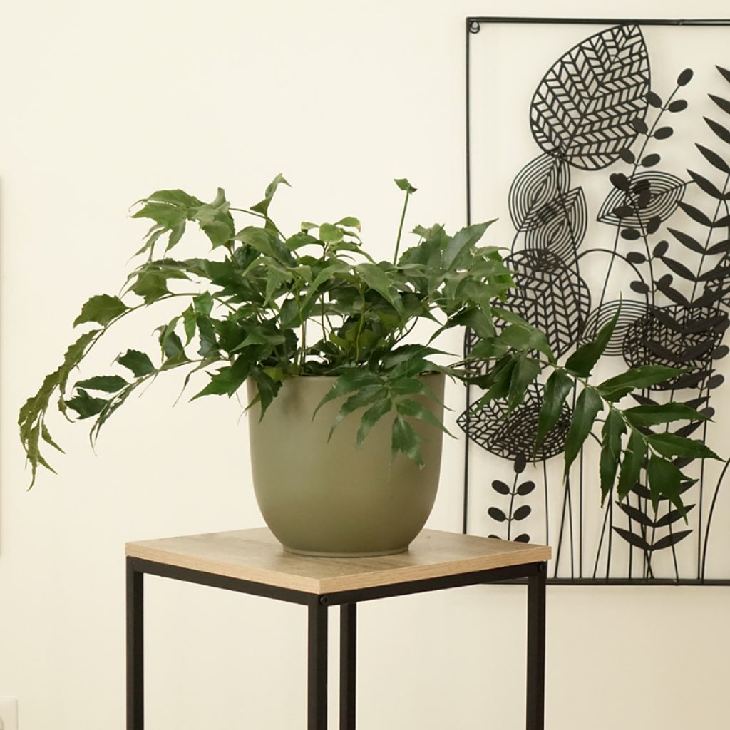 Cyrtomium falcatum - Fougère persistante