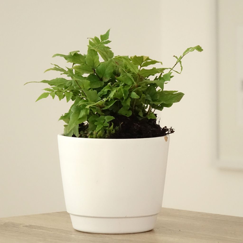 Cyrtomium fortunei - Fougère persistante