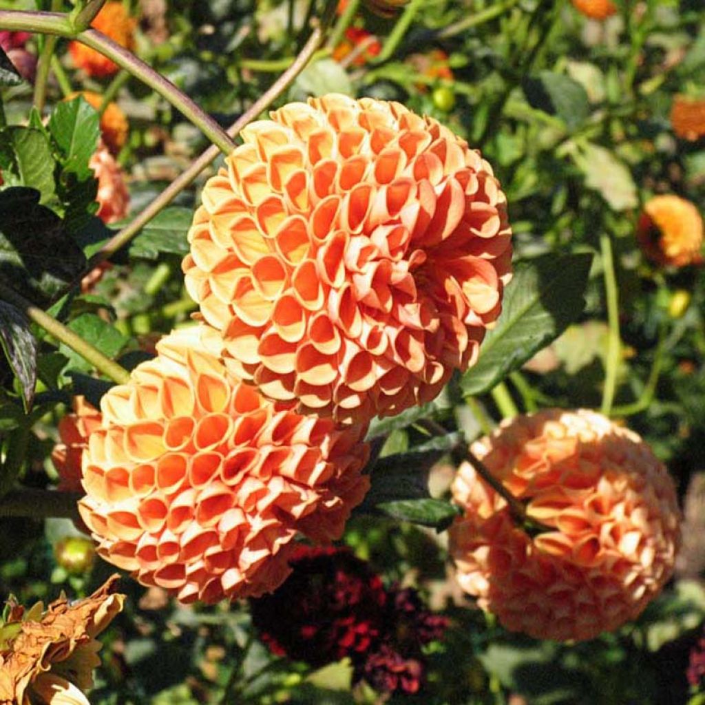 Dahlia Balle Cornel Brons