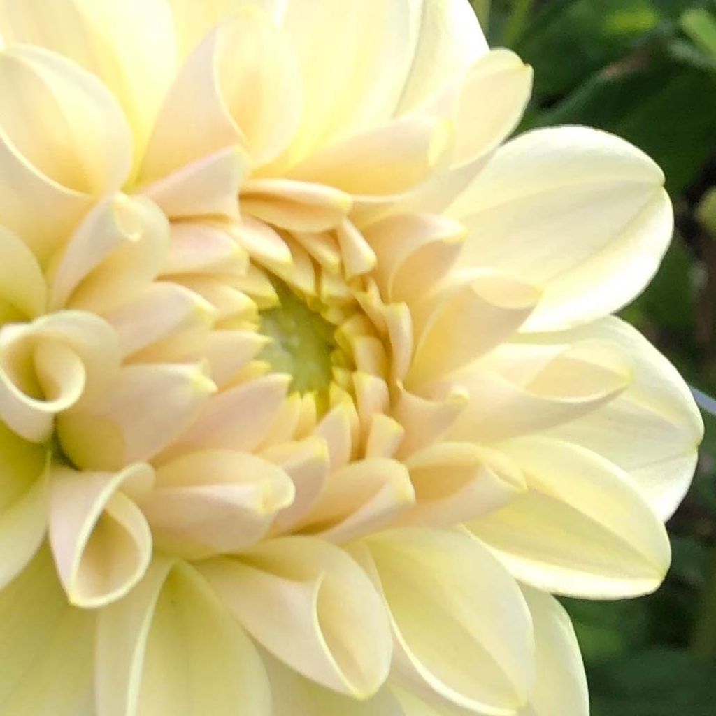 Dahlia décoratif Caramel Antique