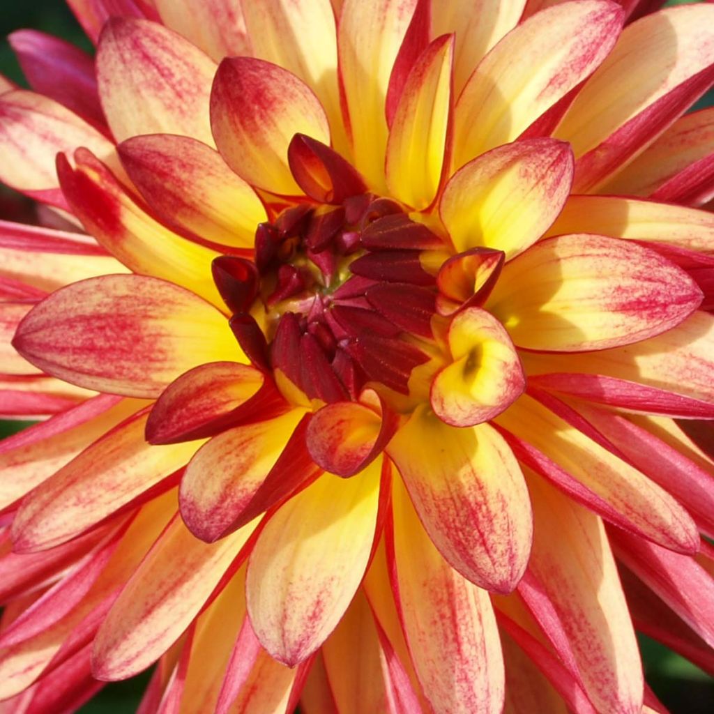Dahlia décoratif Crazy Legs