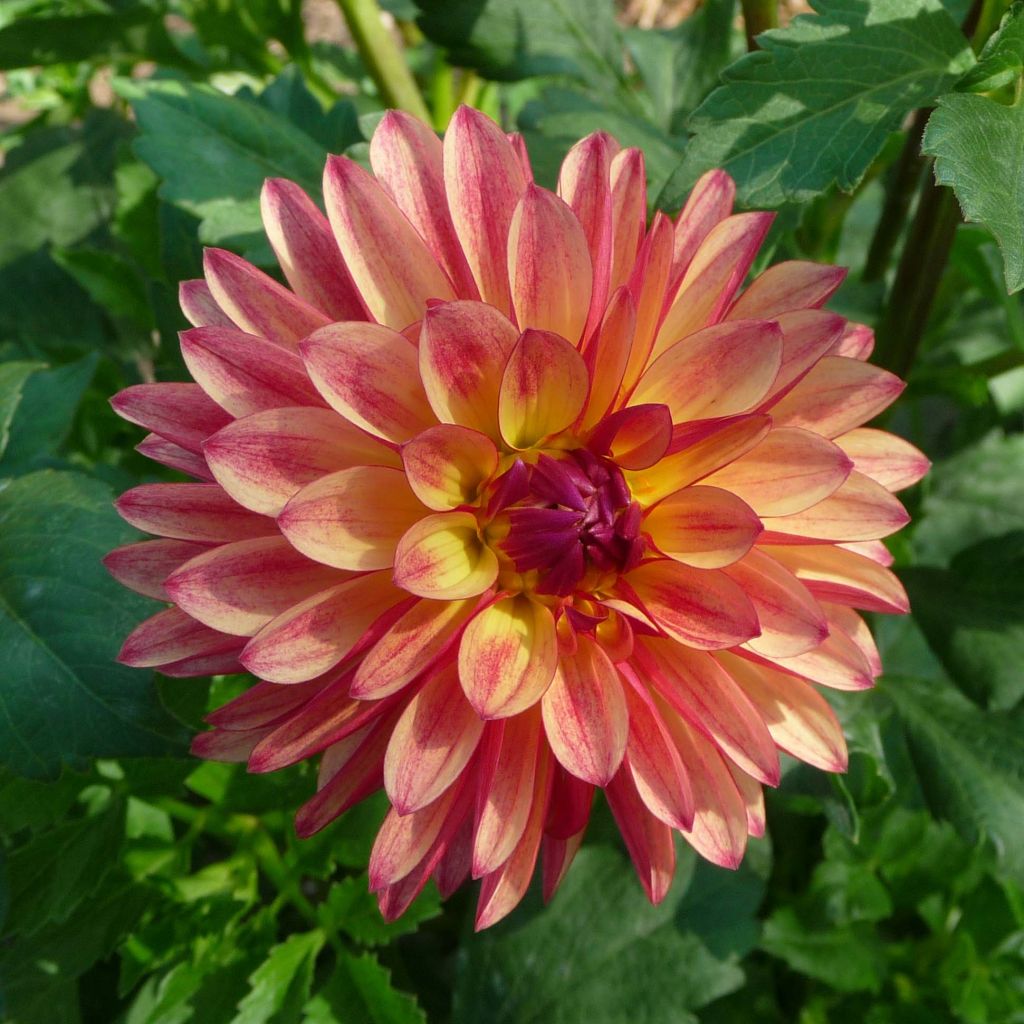 Dahlia décoratif Crazy Legs