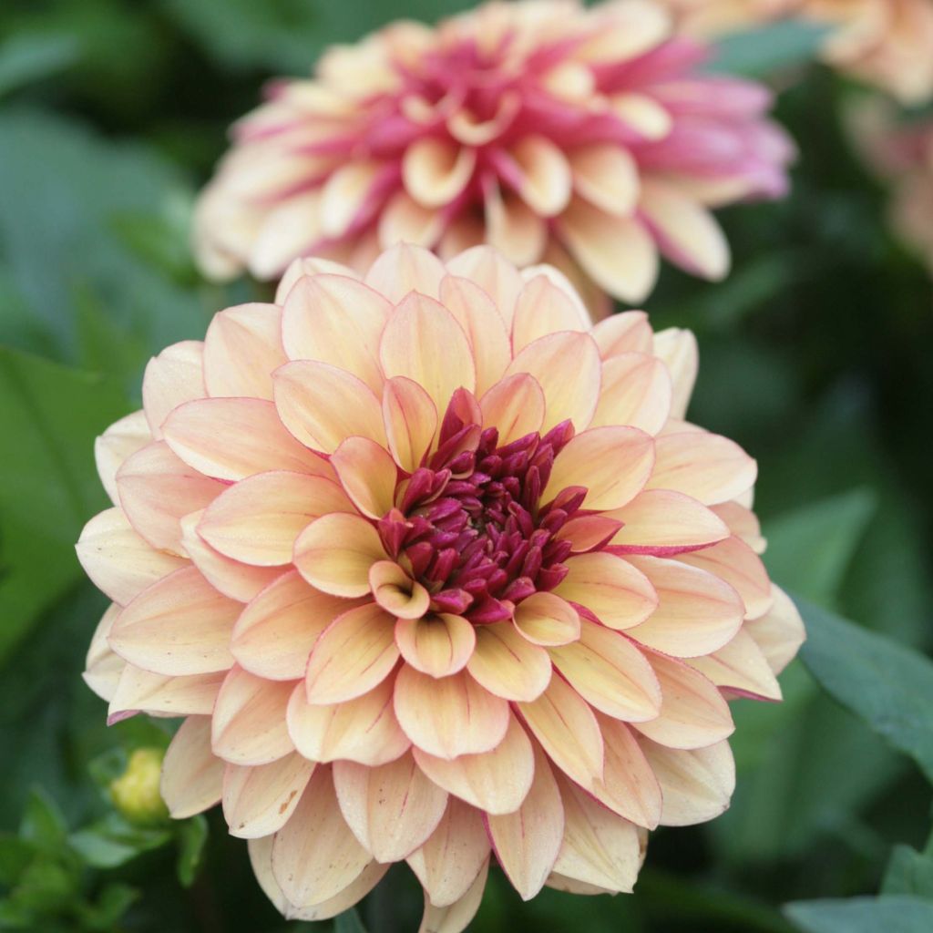 Dahlia décoratif Crème de Cognac