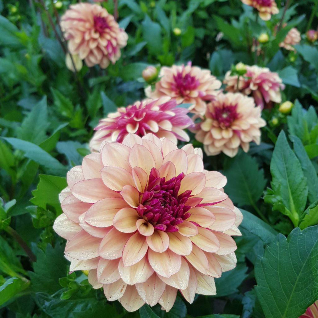 Dahlia décoratif Crème de Cognac
