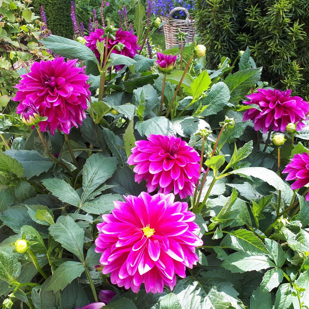 Dahlia décoratif Le Baron